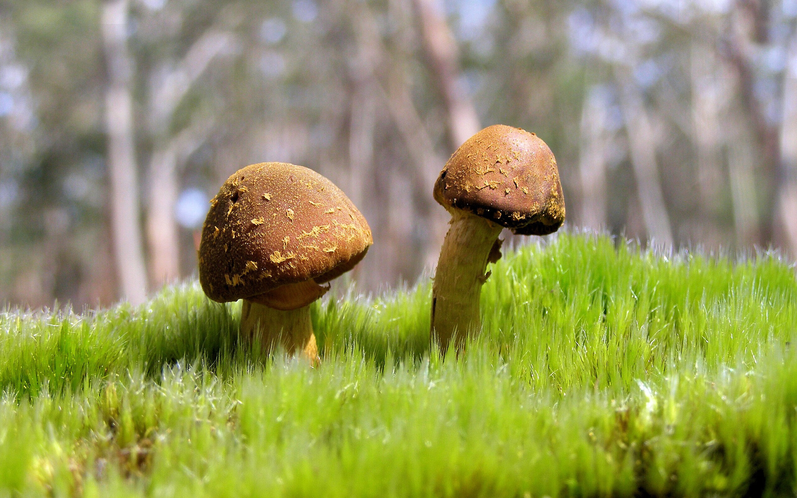 Chinese Taipei团队未来展望：科技助力与跨界合作，chinese taipei译中文