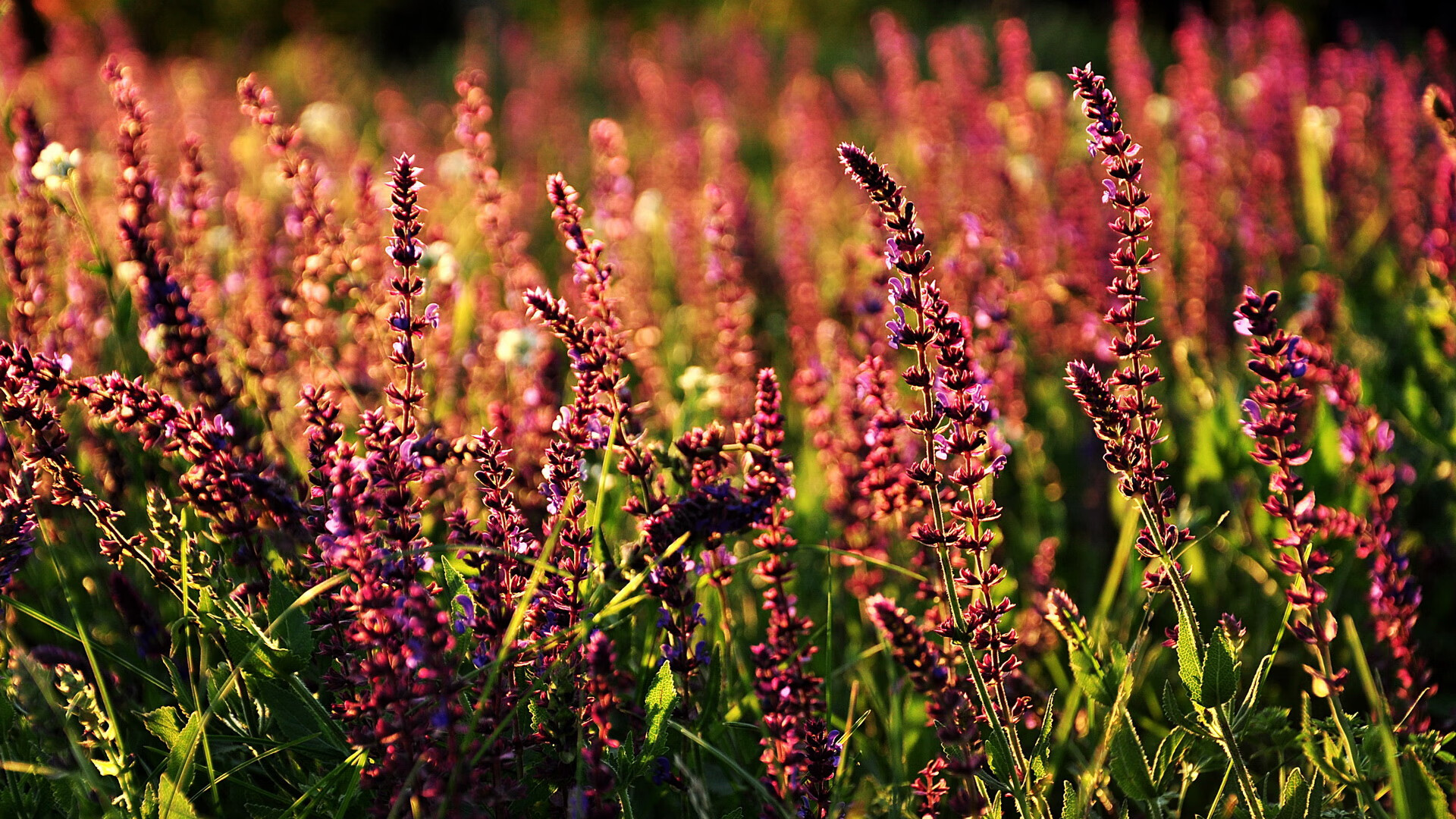 九游娱乐入口-新闻中心发布赛事安全事故应急预案公开说明，比赛应急突发事项