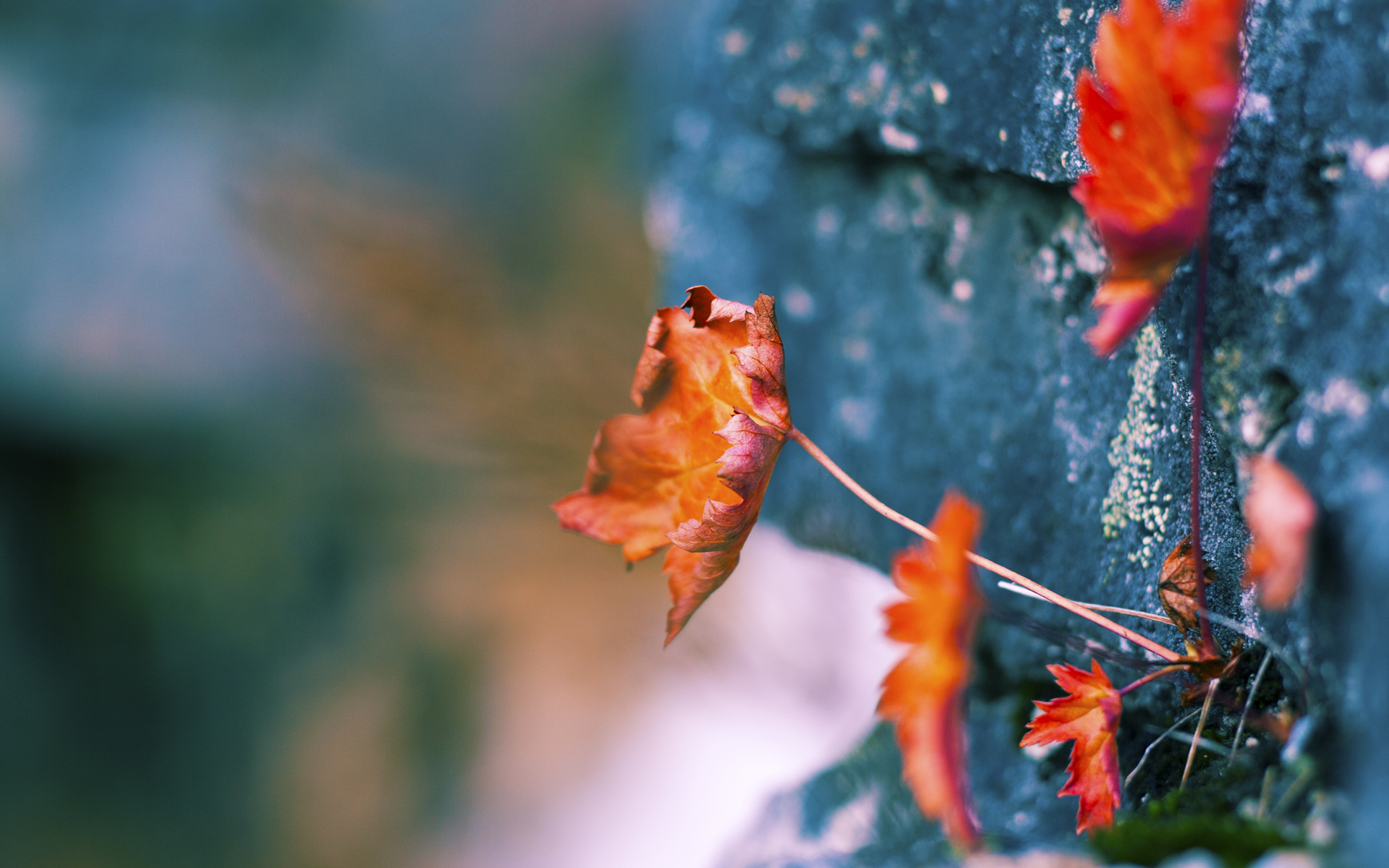 澳大利亚橄榄球的商业化进程与国际赛事逐步融合,澳大利亚国家橄榄球联赛